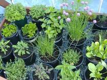pestovani bylin bylinek doma a na zahrade co jim prospiva a co jim skodi