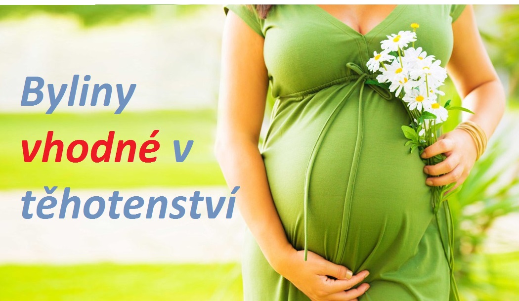 Byliny vhodné v těhotenství nevolnost hemoroidy křečové žíly pálení žáhy únava usnadnění porodu
