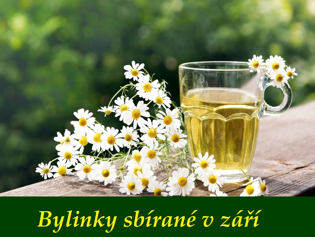 bylinky-zari-bylinky-a-rostliny-sbirane-v-zari