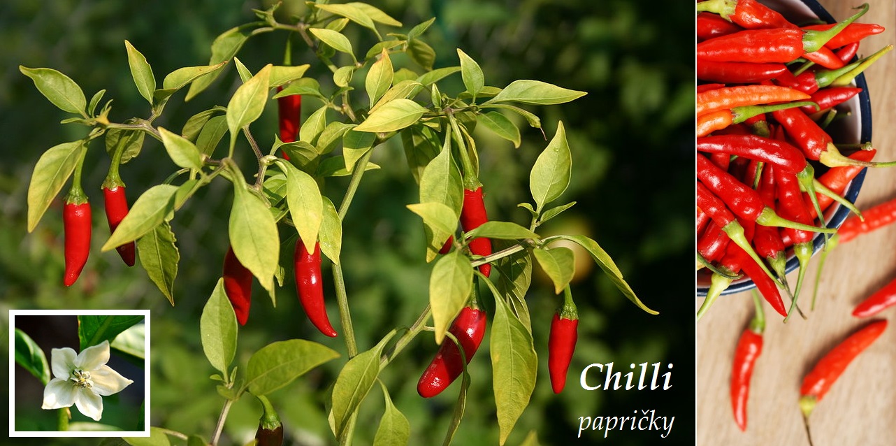Jak používat chilli papričky?