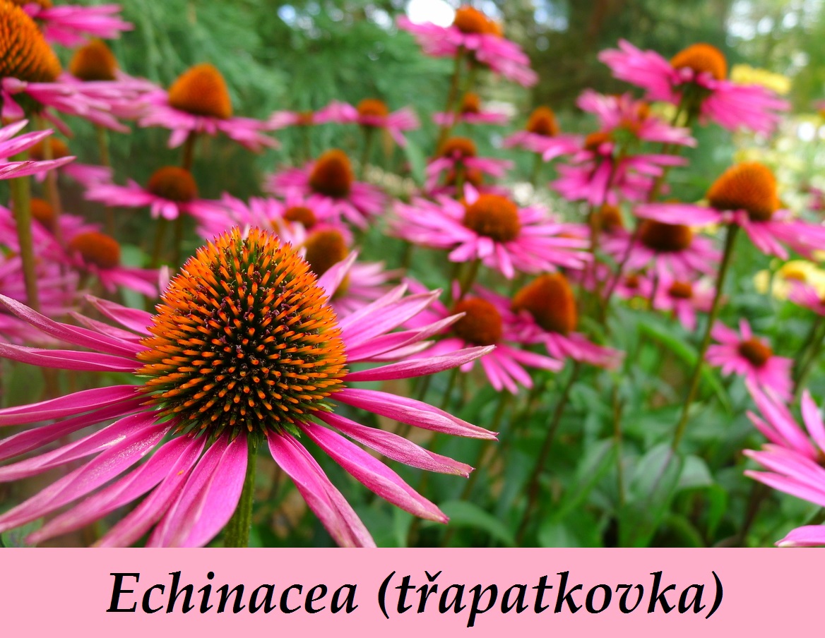 Echinacea, třapatka - účinky na zdraví, co léčí, použití, užívání, využití