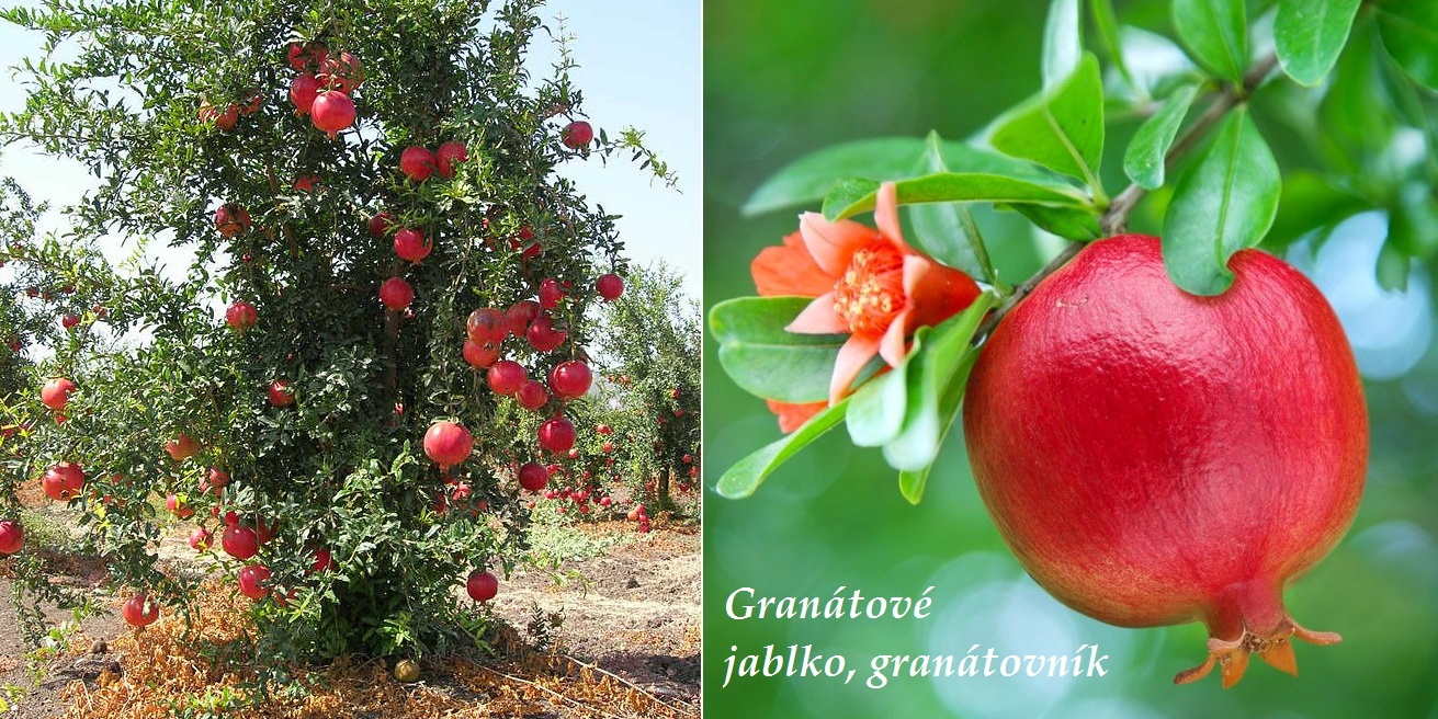 Kde roste Granátové jablko?