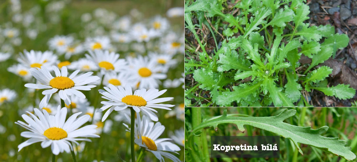 Kopretina bílá účinky na zdraví co léčí použití užívání využití zajímavosti