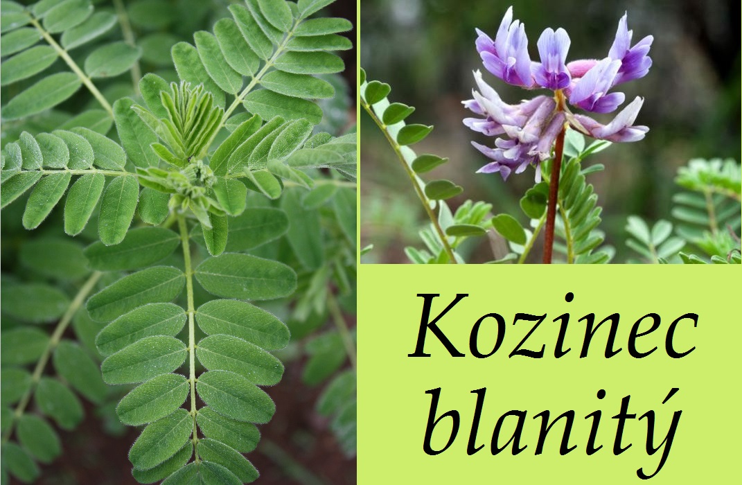 kozinec-blanity-ucinky-na-zdravi-pouziti-uzivani-vyuziti-co-leci