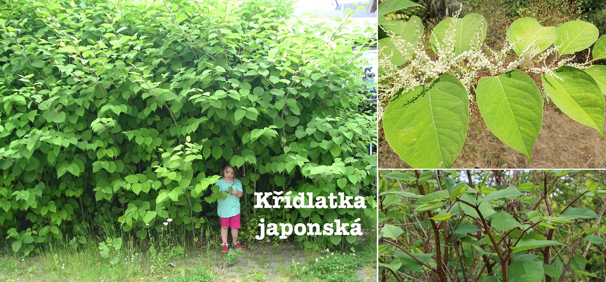 Křídlatka japonská účinky na zdraví použití užívání využití pěstování