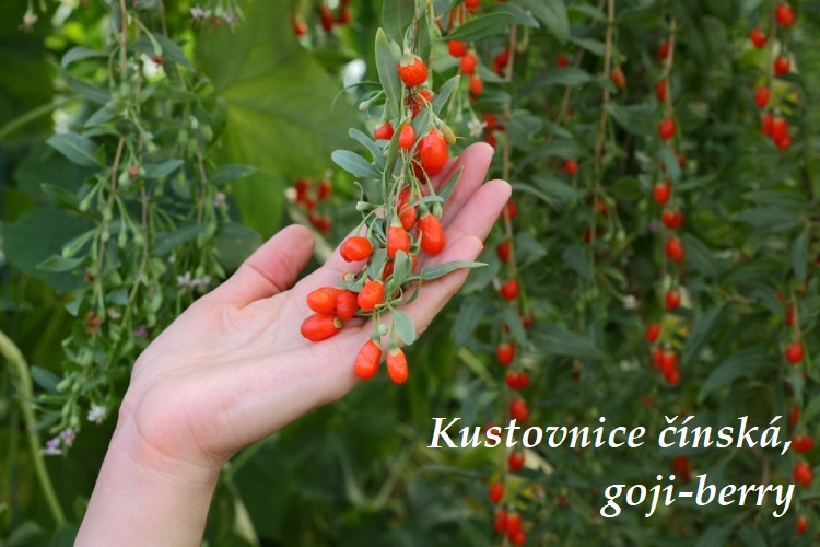 Kustovnice Cinska Ucinky () Kustovnice Cinska Ucinky