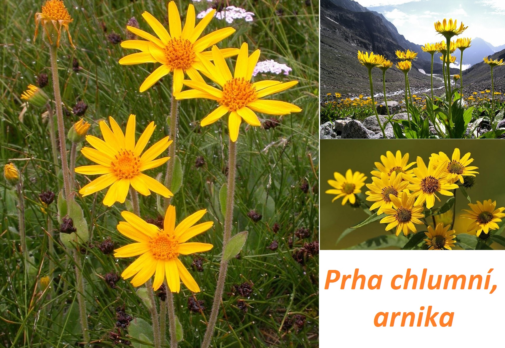 Jak se užívá Arnica montana?