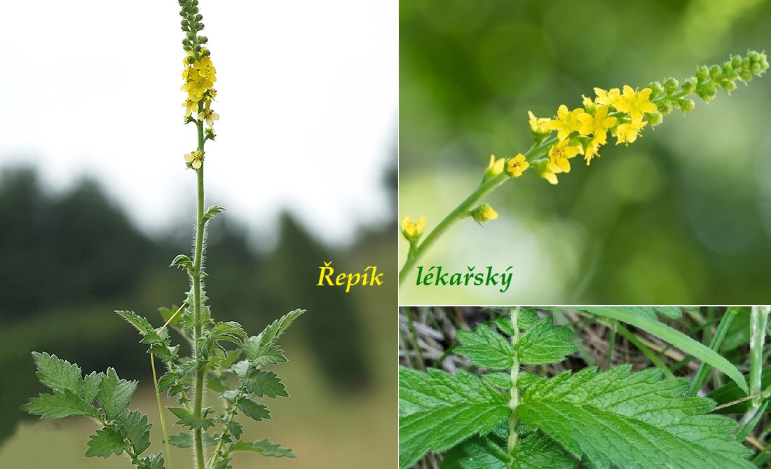 repik ucinky na zdravi co leci pouziti uzivani pestovani