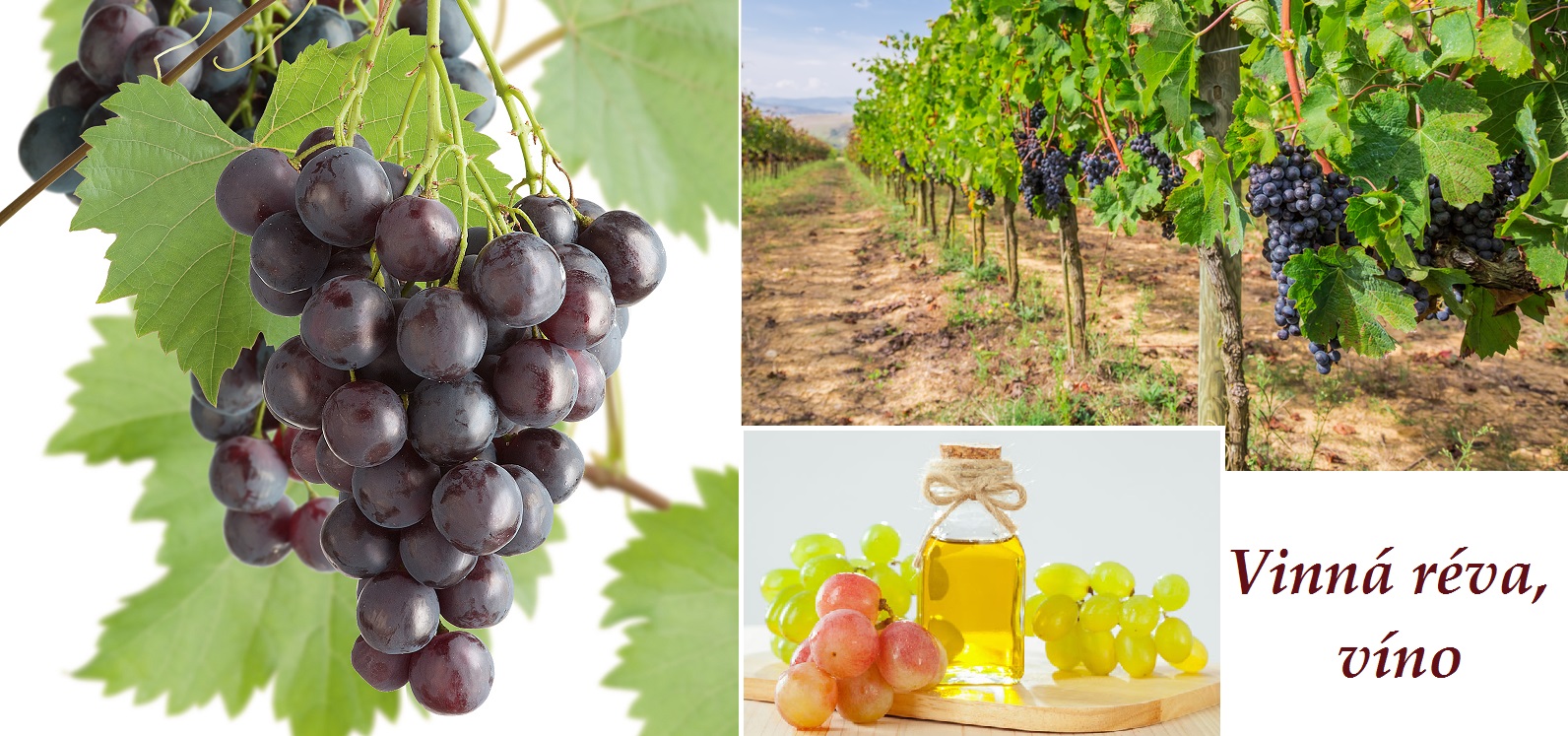 Vinná réva, víno - účinky na zdraví, co léčí, použití, užívání, využití