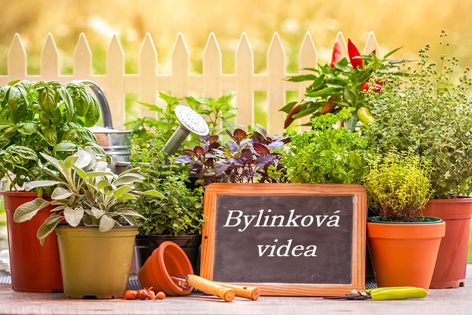 zbynek mlcoch byliny bylinky videa