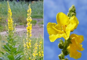 Šeřík obecný prodej