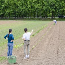 Bylinková zahrada Hradec Králové (Botanická zahrada léčivých rostlin FF UK Hradec Králové)