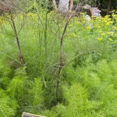 Bylinková zahrada Valtice u Lednice (Tiree Chmelar)