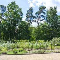 Bylinková zahrada Brno - Zahrada léčivých rostlin Lékařské fakulty Masarykovy Univezity