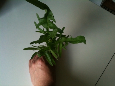 1464686678_img_0549.jpg