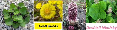 1496846099_devetsil-podbel-lekarsky-list-kvet.jpg
