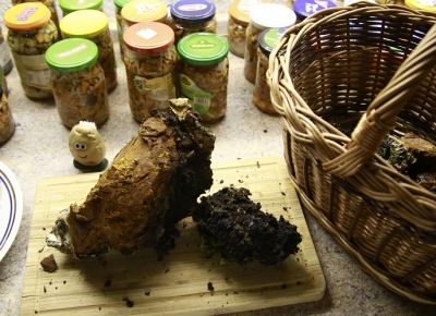 1644009571_chaga.jpg