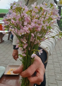 1651594936_neznama-lucni-kvetina-rostlina.jpg