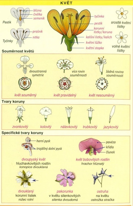 anatomie rostlin bylin kvety listy stonky a jejich variace kvet