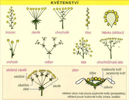 anatomie rostlin bylin kvety listy stonky a jejich variace kvet kvetenstvi
