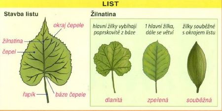 anatomie rostlin bylin kvety listy stonky a jejich variace kvet list