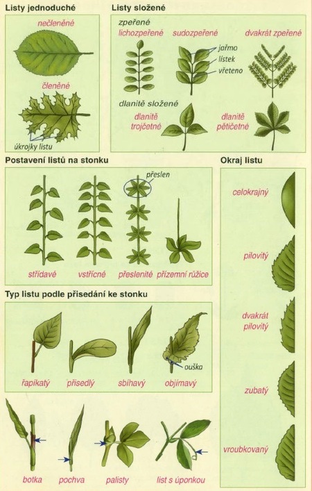 anatomie rostlin bylin kvety listy stonky a jejich variace kvet listy