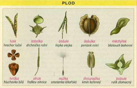 anatomie rostlin bylin kvety listy stonky a jejich variace kvet plod