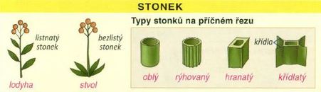 anatomie rostlin bylin kvety listy stonky a jejich variace kvet stonek