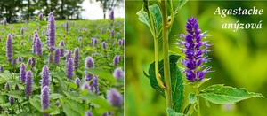 Agastache anýzová účinky na zdraví použití užívání využití pěstování