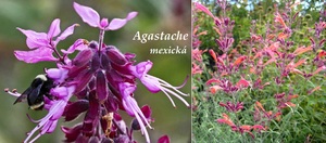 Agastache mexická účinky na zdraví co léčí použití užívání využití pěstování