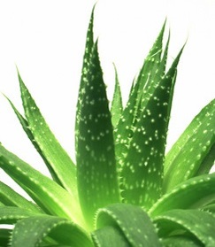 Aloe Vera Ucinky Co Leci Pouziti Uzivani Vyuziti Pro Zdravi