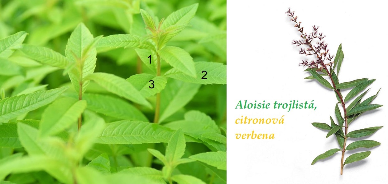 Verbena Citronova Pestovani () Verbena Citronova Pestovani