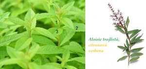 Aloisie trojlistá citronová verbena účinky zdraví využití použití pěstování přezimování zazimování