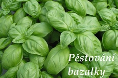 bazalka pestovani vyuziti v kuchyni recepty