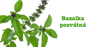 Bazalka posvátná účinky na zdraví co léčí použití užívání využití pěstování