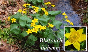 Blatouch bahenní účinky na zdraví co léčí použití užívání využití pěstování