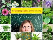 botanicka poradna online zdarma identifikace rostlin podle fotografie