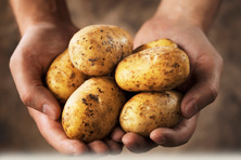 brambora brambory ucinky na zdravi co leci pouziti uzivani vyuziti pestovani skudci a nemoci brambor
