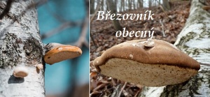 Březovník obecný účinky na zdraví co léčí použití užívání využití dávkování kde roste