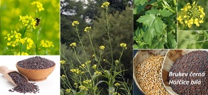 Brukev hořčice účinky zdraví co léčí využití použití pěstování