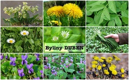 Byliny duben léčivé rostliny sbírané v dubnu