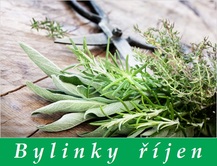 bylinky rijen bylinky a rostliny sbirane v rijnu