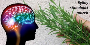 byliny stimulujici mozek bylinne stimulanty