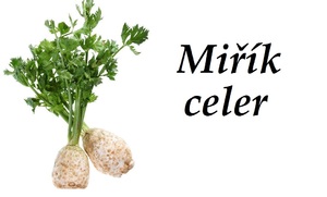 celer-mirik-celer-ucinky-na-zdravi-pouziti-uzivani-vyuziti-co-leci-pestovani