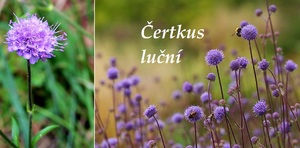 certkus lucni ucinky na zdravi co leci pouziti uzivani vyuziti pestovani