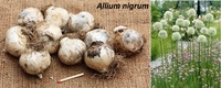 česnek černý allium nigrum