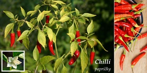 Chilli papričky účinky na zdraví co léčí použití využití užívání pěstování