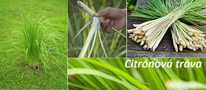 Citrónová tráva účinky na zdraví co léčí použití využití pěstování kuchyně vaření