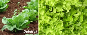 Dubáček účinky zdraví pěstování salát v kuchyni