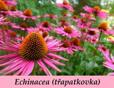 echinacea-trapatkovka-ucinky-na-zdravi-co-leci-pouziti-uzivani-vyuziti